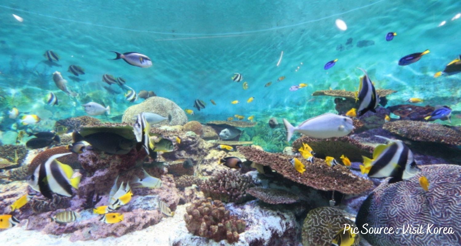 the coex aquarium