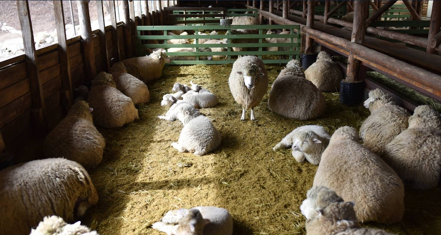 Daegwallyeong Sky Ranch 